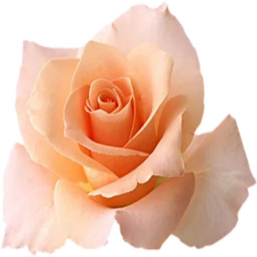 Sticker Loveoops_Flower5 - 1