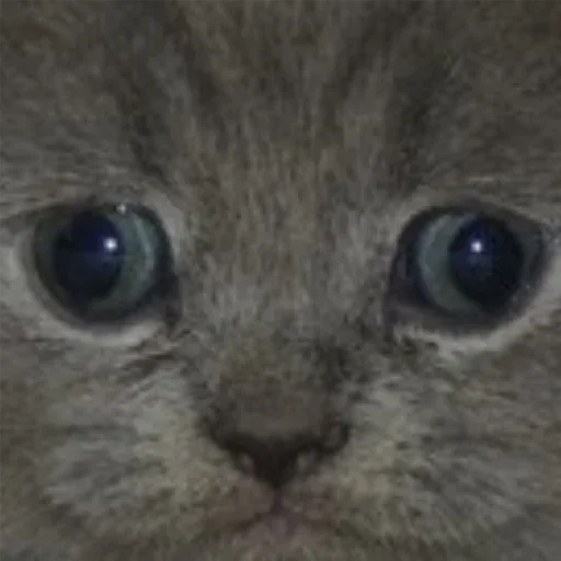 животное млекопитающее кошка