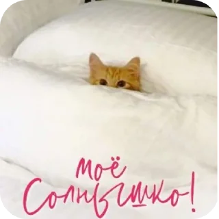 Стикер Стикеры от @zlokotik - 3