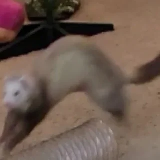 Sticker Low Res Ferrets - 10