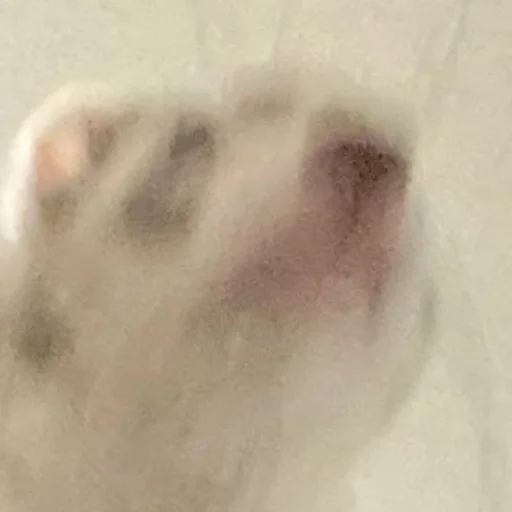 Sticker LowResFerrets - 1