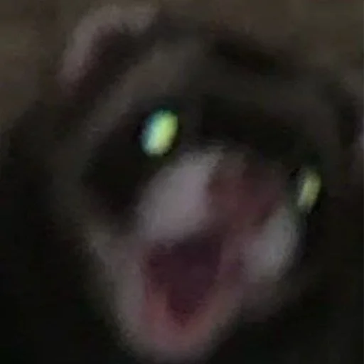 Sticker LowResFerrets - 1