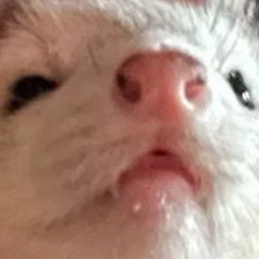 Стикер LowResFerrets - 1