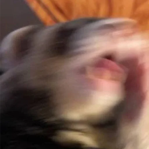 Sticker LowResFerrets - 1