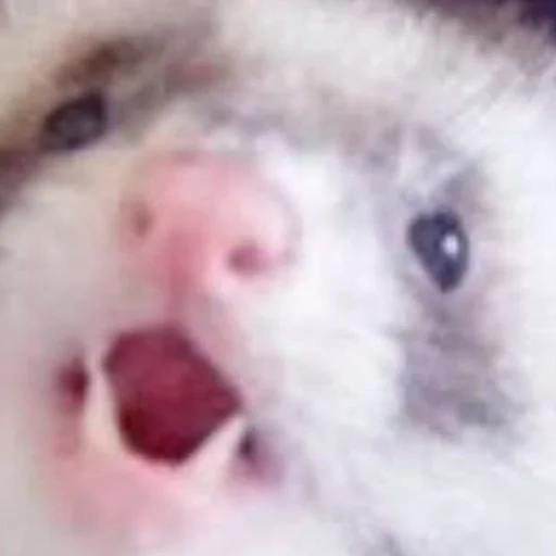 Sticker LowResFerrets - 1