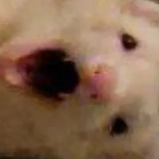 Sticker Low Res Ferrets - 6