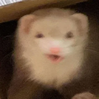 Sticker Low Res Ferrets - 5