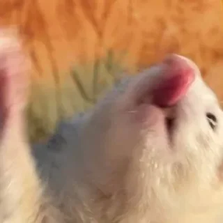 Sticker Low Res Ferrets - 3