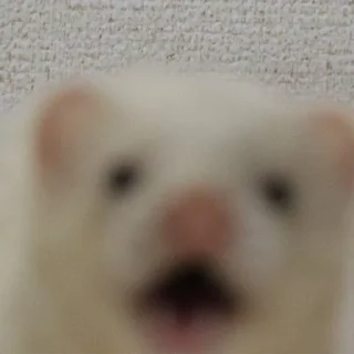 Sticker Low Res Ferrets - 8