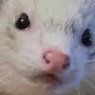 Sticker Low Res Ferrets - 1