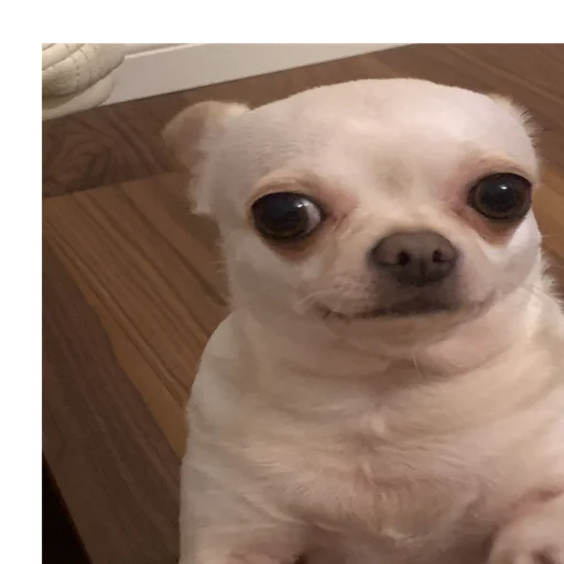 животное домашнее животное млекопитающее