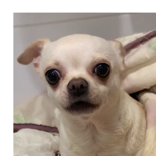 млекопитающее домашнее животное животное