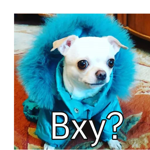 домашнее животное порода собак собака