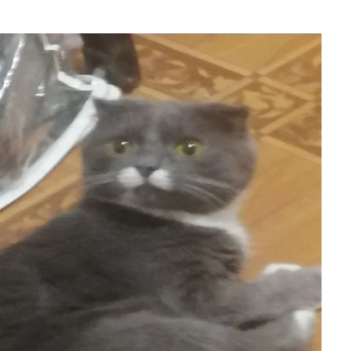 кошки малого и среднего размера домашняя кошка кошачьи