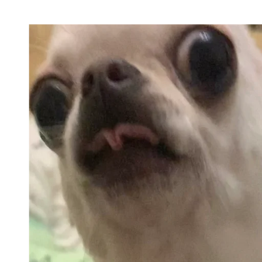 животное млекопитающее рыло