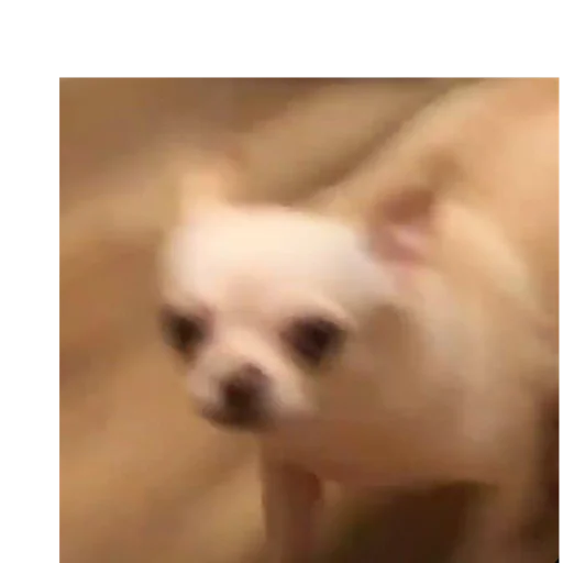 животное млекопитающее собака