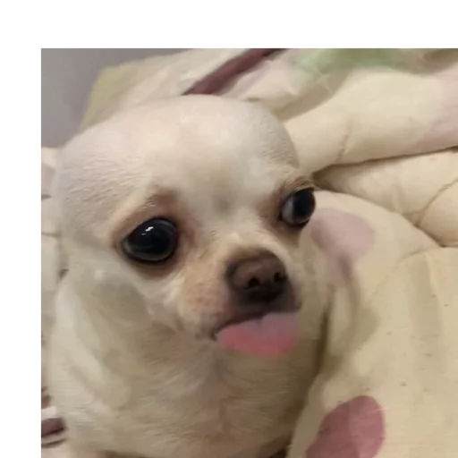 животное домашнее животное млекопитающее