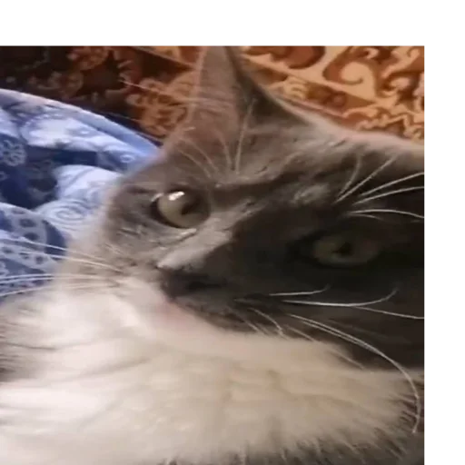 домашняя кошка млекопитающее животное