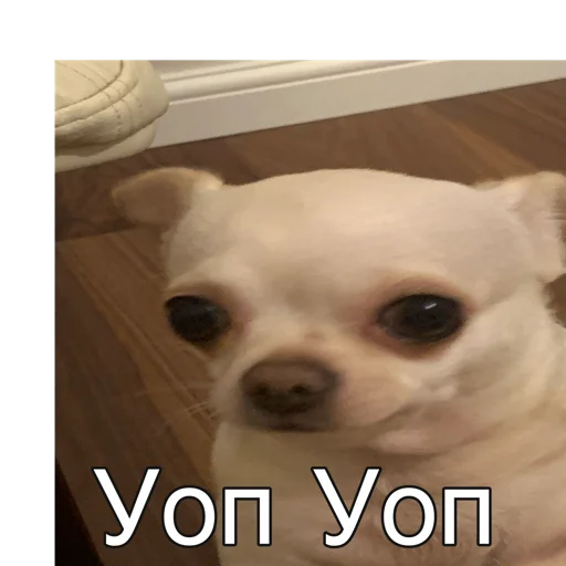 животное домашнее животное млекопитающее