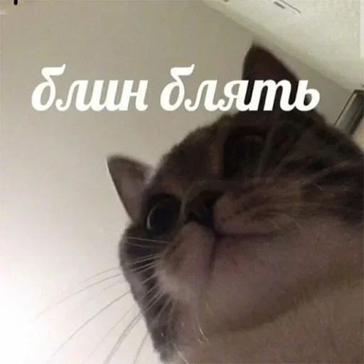 млекопитающее домашняя кошка кошки малого и среднего размера