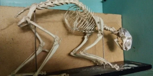 Sticker PanelCliedBleat :: @fStikBot - 2