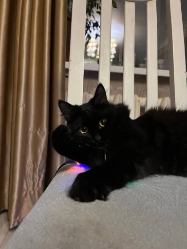 Стикер Loyal_sweet_by_TgEmodziBot - 1