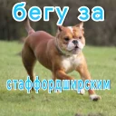 Sticker lpr_chat - 2