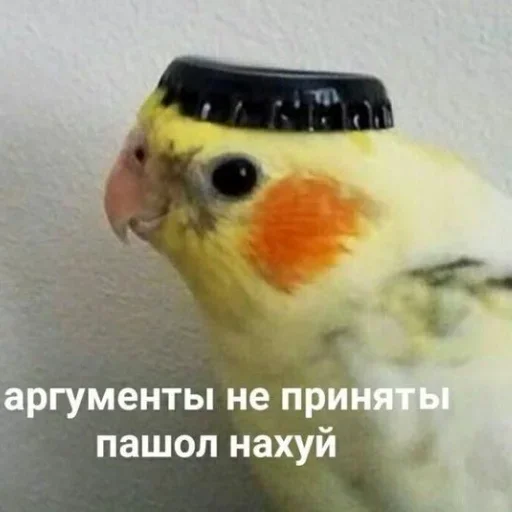 animal bird parrot