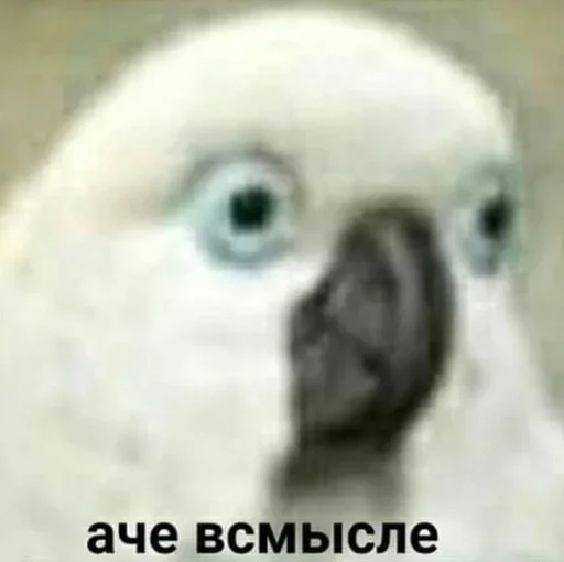 животное попугай птица