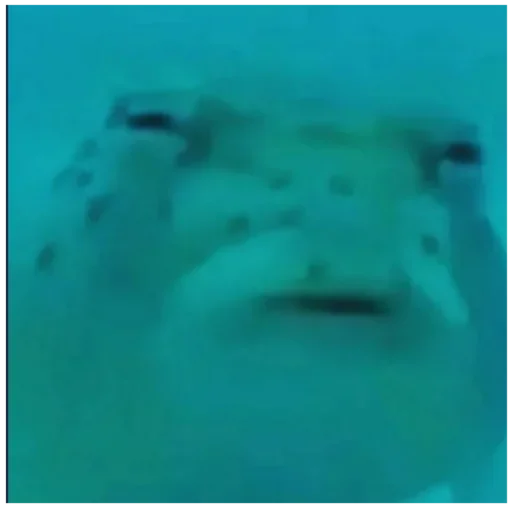 аква животное рыба