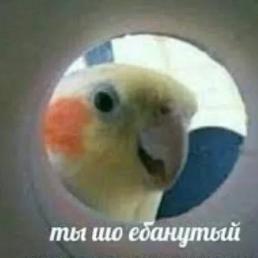 животное попугай птица