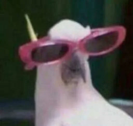 птица животное попугай