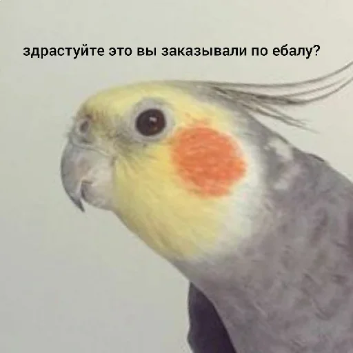 животное птица попугай