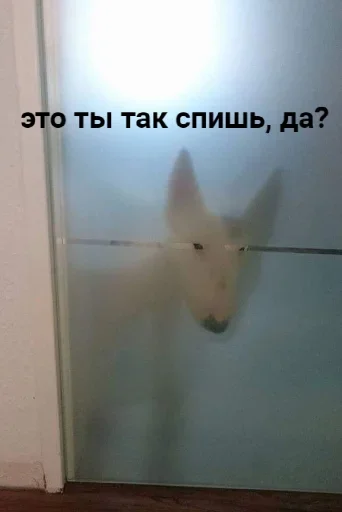 СМС комнатный стена