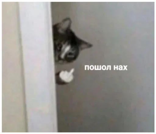 кошка кошки малого и среднего размера животное