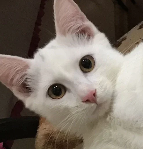 животное млекопитающее кошка