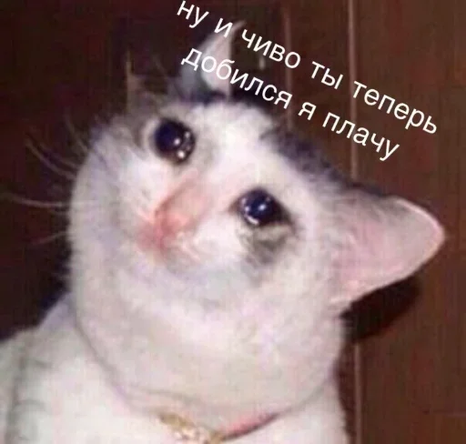 mammal animal domestic cat