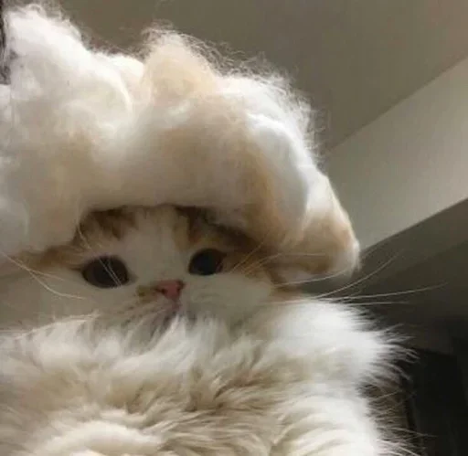 mammal domestic cat animal