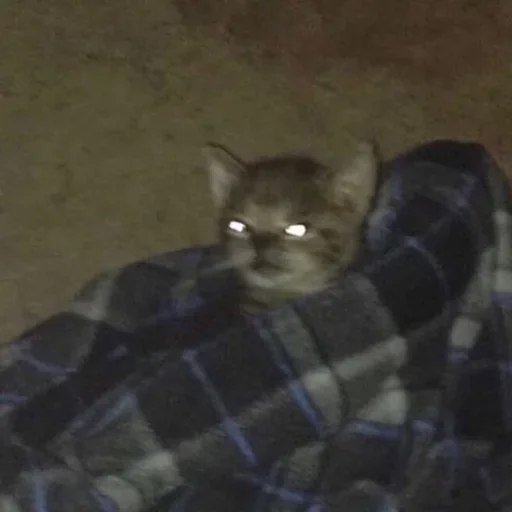 mammal animal small to medium-sized cats