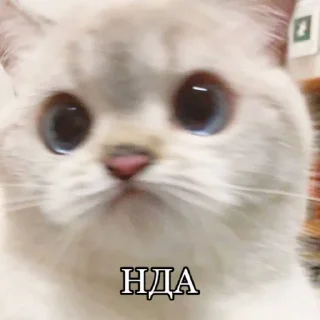 Sticker Стииииив - 8