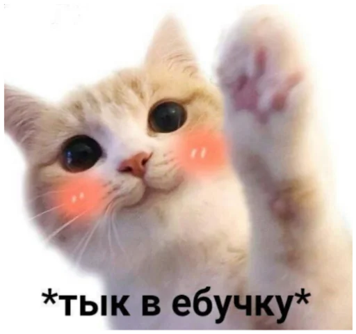 животное кошка млекопитающее