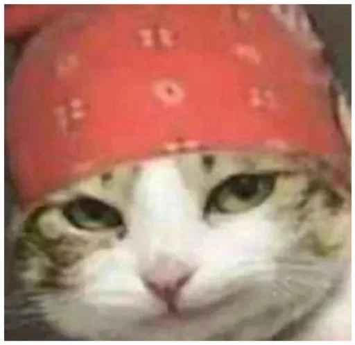 млекопитающее кошки малого и среднего размера кошка