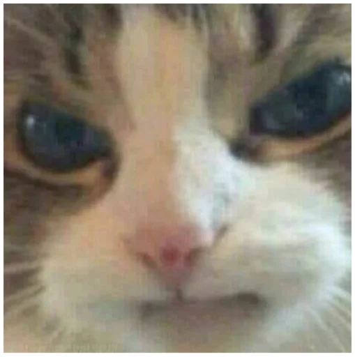 млекопитающее животное кошка