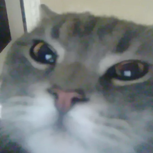 Lox - животное