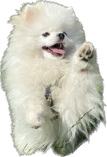 Стикер LutikPom - 1