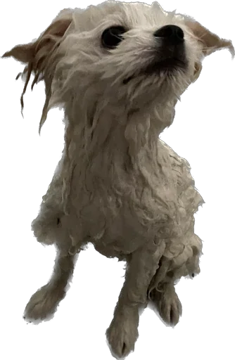 Sticker LutikPom - 1