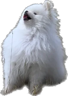 Стикер Lutik the Pomeranian - 9