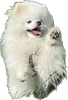 Стикер Lutik the Pomeranian - 5