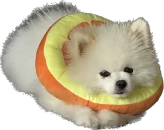 Стикер Lutik the Pomeranian - 10