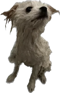 Стикер Lutik the Pomeranian - 2